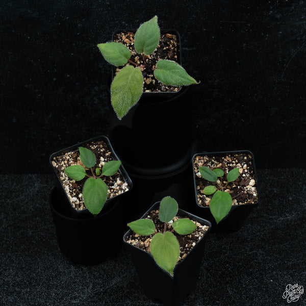 Homalomena sp. 'Hairy' *Grower's Choice*