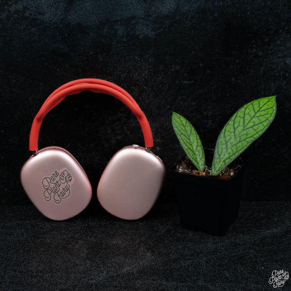 Hoya sp. 'Tanggamus' *Grower's Choice*