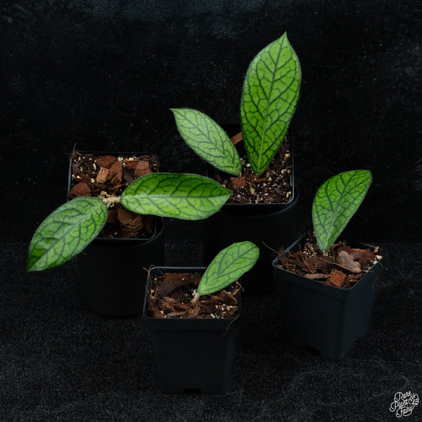 Hoya sp. 'Tanggamus' *Grower's Choice*