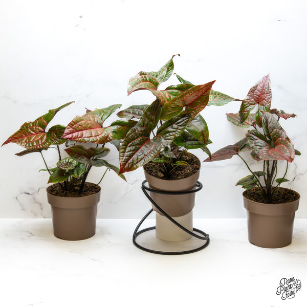 Cyrtosperma Johnstonii *Grower's choice*