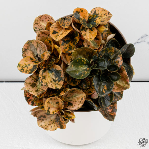 Peperomia 'Crème Brûlée' *Grower's choice*