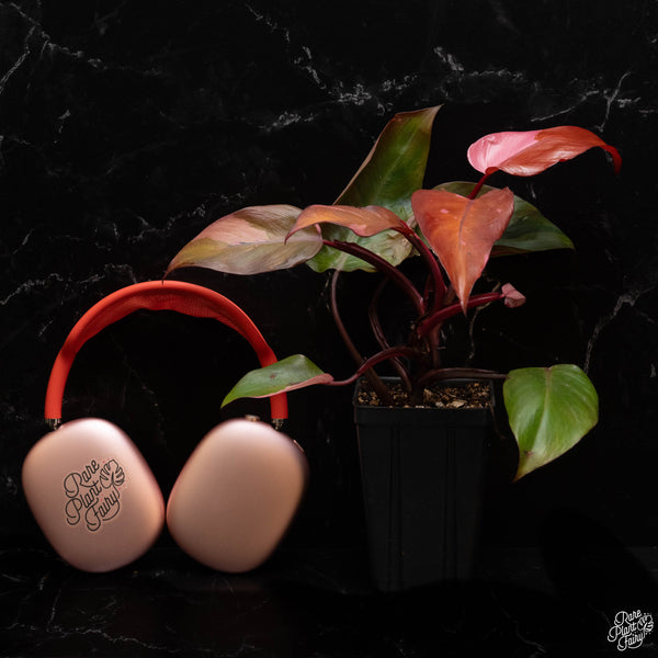 Philodendron 'Persimmon Princess' *Grower's choice*