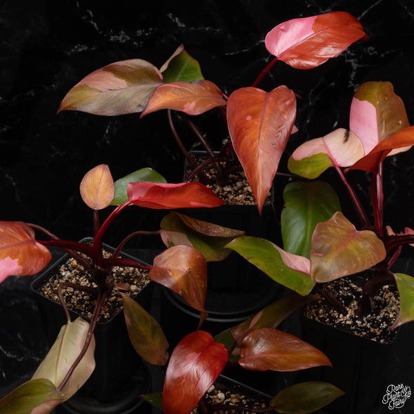 Philodendron 'Persimmon Princess' *Grower's choice*