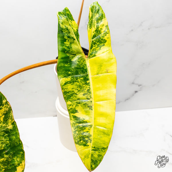 Philodendron 'Billietiae' Variegated (wk51-B)