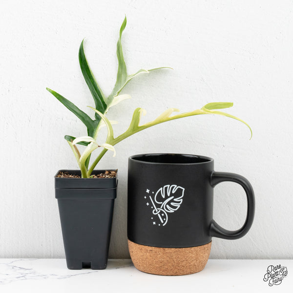 Philodendron Bipinnatifidum 'Tortum' Albo Variegated (wk2-L)