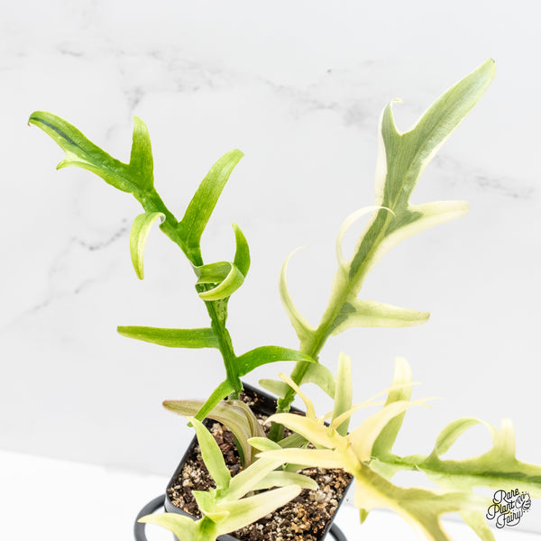 Philodendron Bipinnatifidum 'Tortum' Albo Variegated (wk5-L)