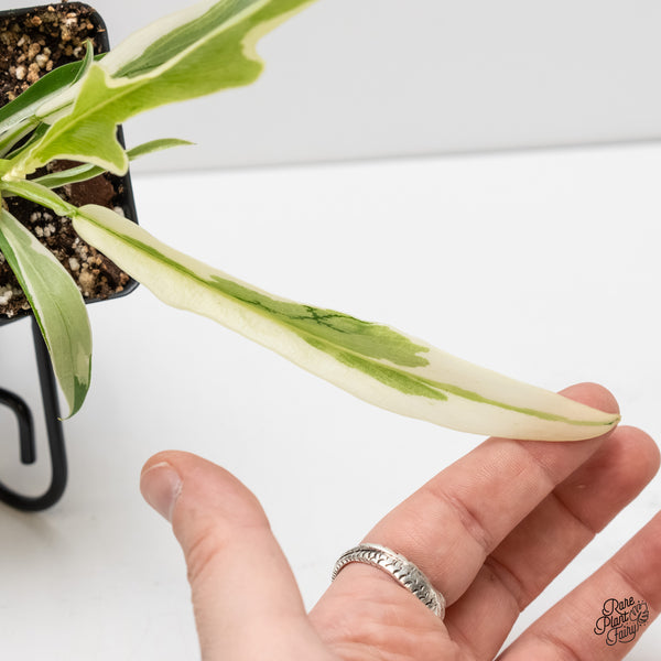 Philodendron Bipinnatifidum 'Tortum' Albo Variegated (wk5-M)