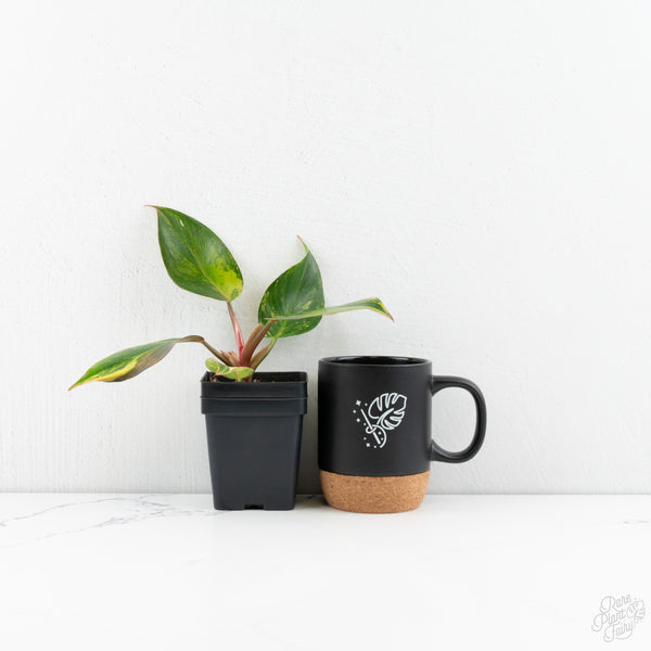 Philodendron Erubescens 'White Knight Aurea' (wk9-UI)