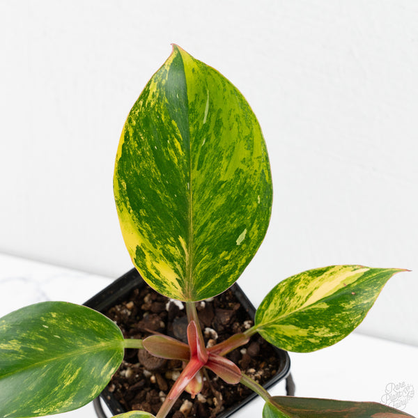 Philodendron Erubescens 'White Knight Aurea' (wk9-UI)