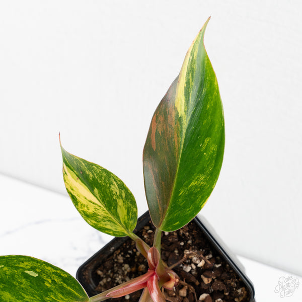 Philodendron Erubescens 'White Knight Aurea' (wk9-UI)