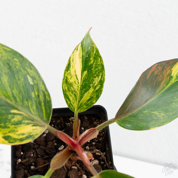 Philodendron Erubescens 'White Knight Aurea' (wk9-UI)