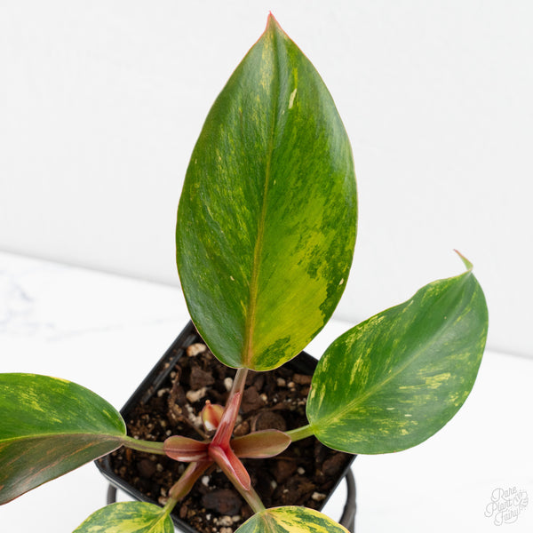 Philodendron Erubescens 'White Knight Aurea' (wk9-UI)