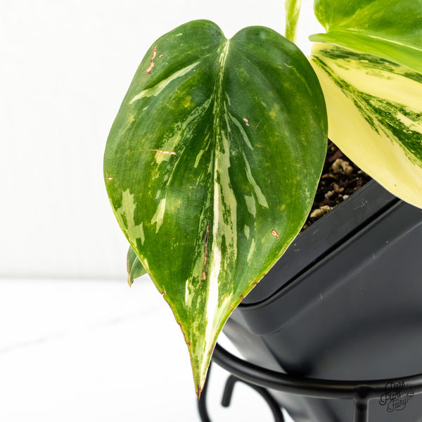 Philodendron Hederaceum Albo Variegated Heartleaf (wk6-L)