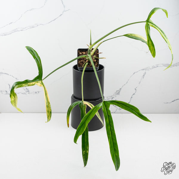 Philodendron Holtonianum Variegated (wk50-M)