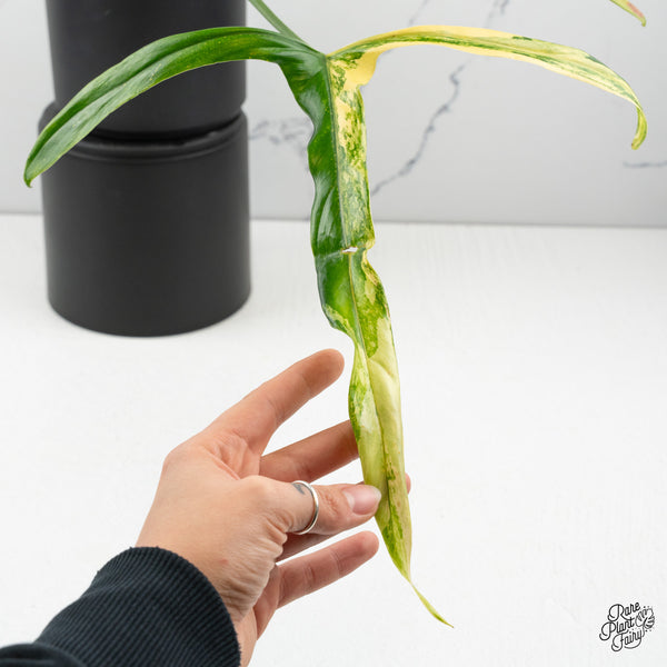 Philodendron Holtonianum Variegated (wk50-M)