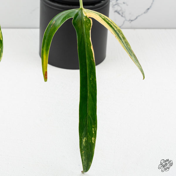 Philodendron Holtonianum Variegated (wk50-M)