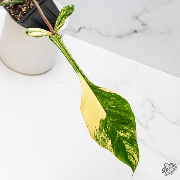 Philodendron 'Joepii' Variegated (wk51-G)