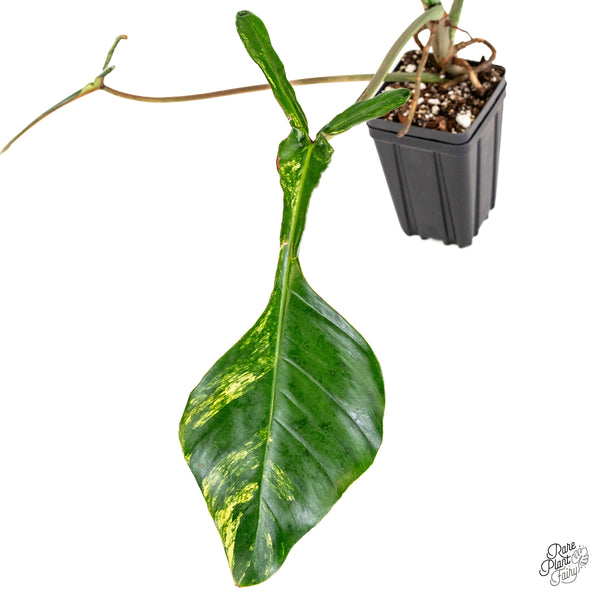 Philodendron 'Joepii' Variegated (wk52-L)