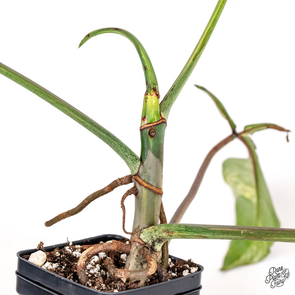 Philodendron 'Joepii' Variegated (wk52-L)