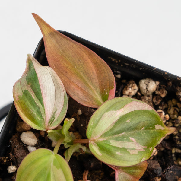 Philodendron Micans Albo/Pink Variegated (wk52-B)