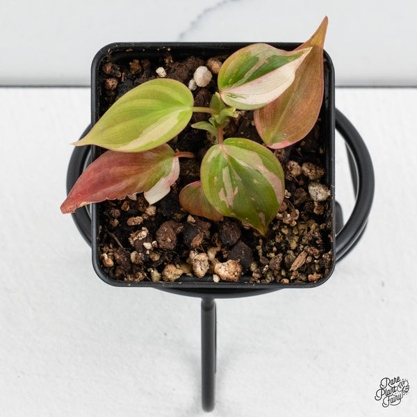 Philodendron Micans Albo/Pink Variegated (wk52-B)