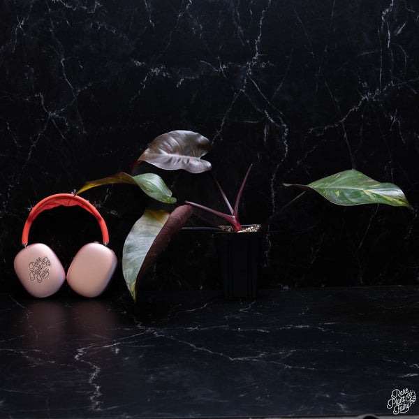 Philodendron 'Orange Princess' *Grower's Choice*