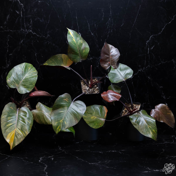 Philodendron 'Orange Princess' *Grower's choice*