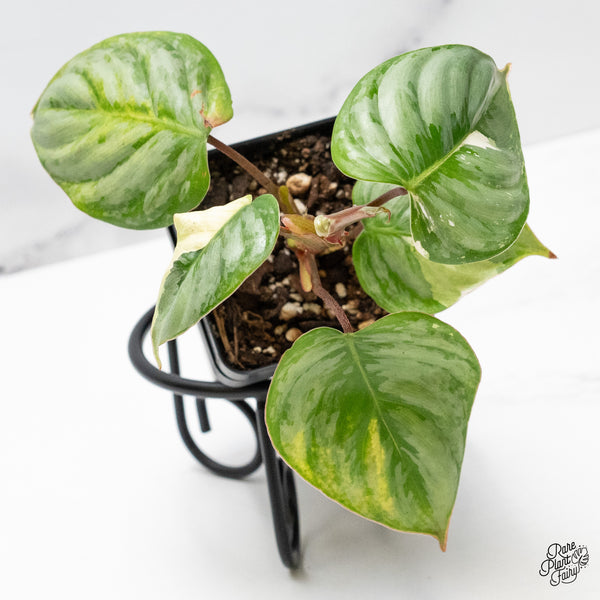 Philodendron Sodiroi Albo Variegated (wk49-UK)