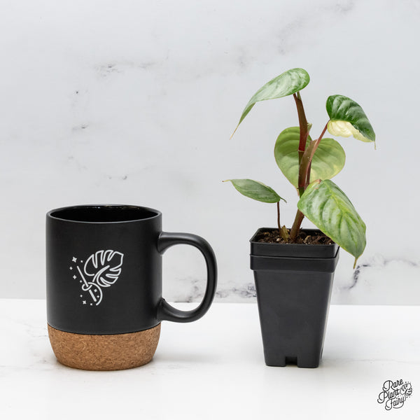 Philodendron Sodiroi Albo Variegated (wk49-UK)