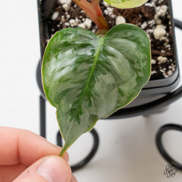 Philodendron Sodiroi Albo Variegated (wk46-D)