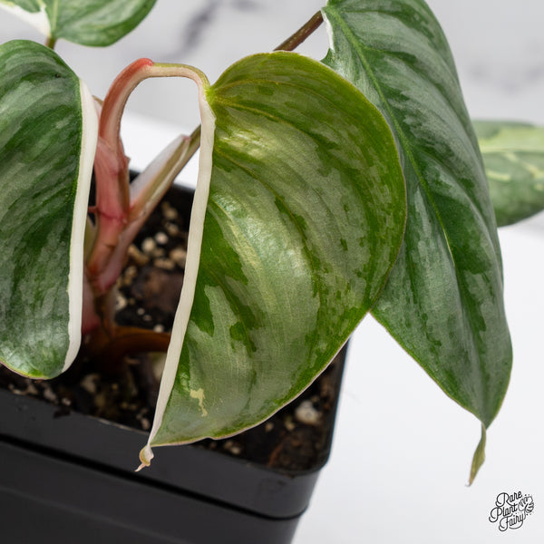 Philodendron Sodiroi Albo Variegated (wk47-UO)