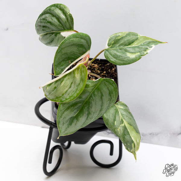 Philodendron Sodiroi Albo Variegated (wk47-UO)