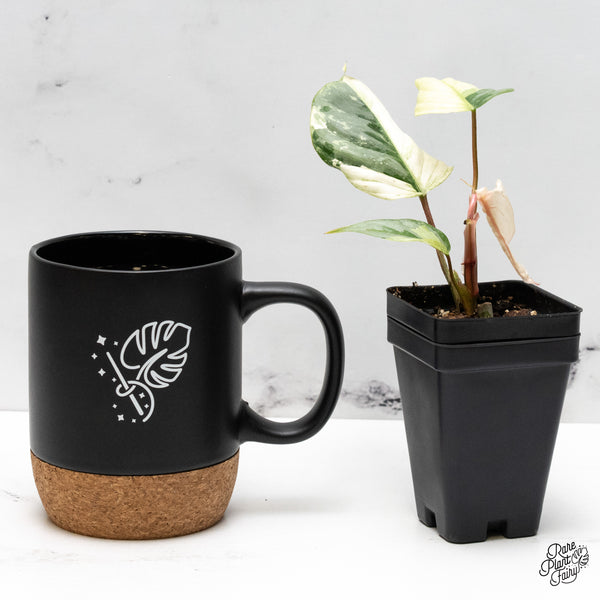 Philodendron Sodiroi Albo Variegated (wk48-UQ)