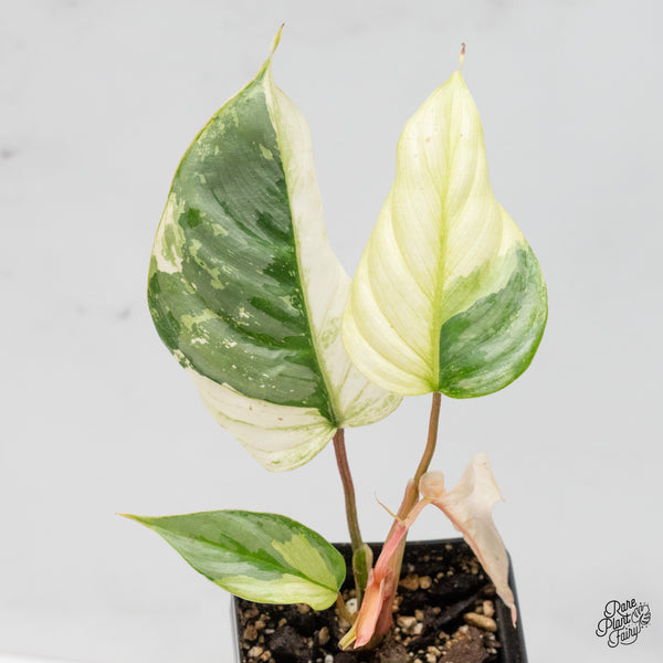Philodendron Sodiroi Albo Variegated (wk48-UQ)
