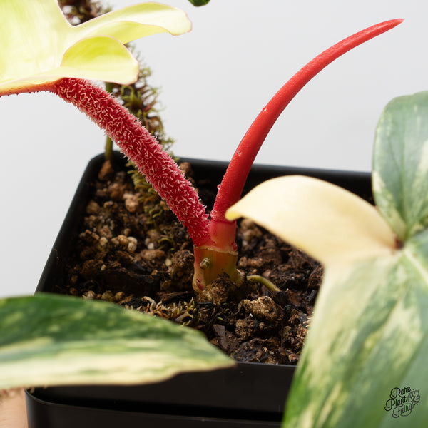 Philodendron Squamiferum Variegated (wk52-UE)