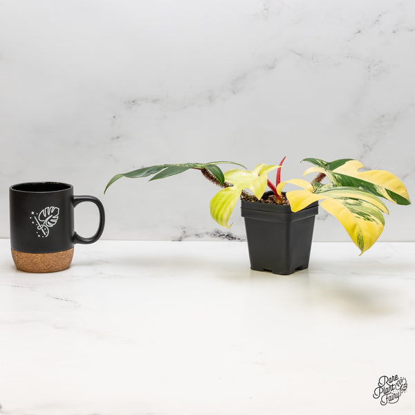 Philodendron Squamiferum Variegated (wk52-UE)