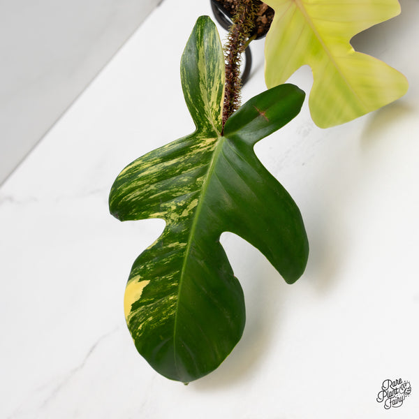 Philodendron Squamiferum Variegated (wk52-UE)