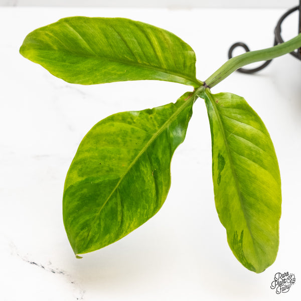 Philodendron Tripartitum Variegated (wk5-UJ)