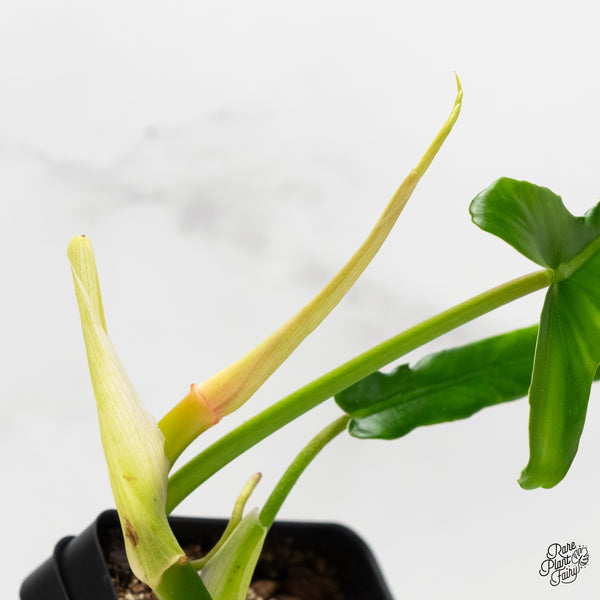 Philodendron 'Belle Isle' (wk6-J)