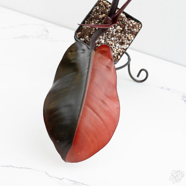 Philodendron 'Black Cardinal' No. 1 Variegated (wk9-UO)