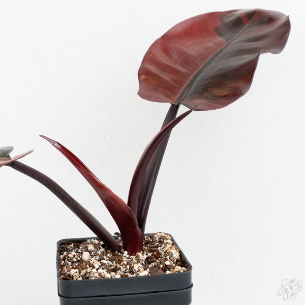 Philodendron 'Black Cardinal' No. 1 Variegated (wk9-UO)