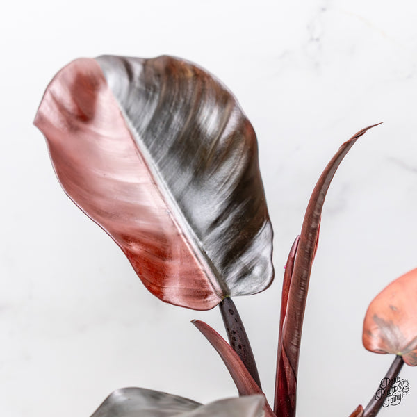 Philodendron 'Black Cardinal' No. 1 Variegated (wk47-UK)