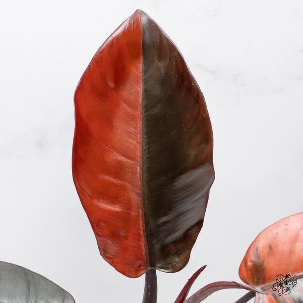 Philodendron 'Black Cardinal' No. 1 Variegated (wk47-UK)
