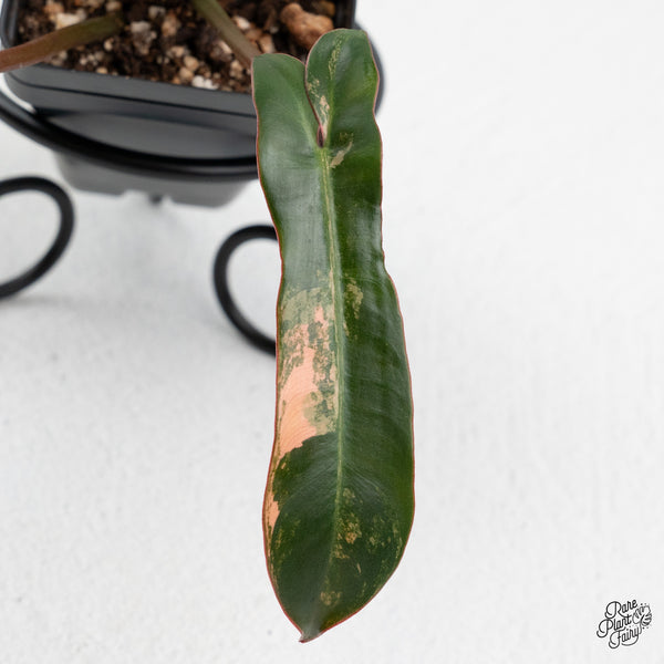 Philodendron 'Brown Beauty' ('Black Billietiae' x 'Florida Beauty') (wk52-C)