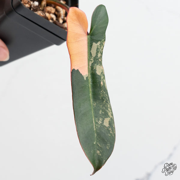 Philodendron 'Brown Beauty' ('Black Billietiae' x 'Florida Beauty') (wk52-C)