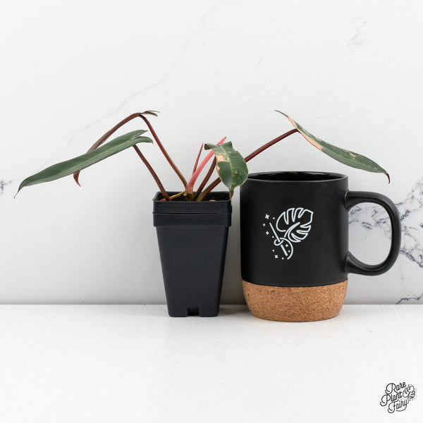 Philodendron 'Brown Beauty' ('Black Billietiae' x 'Florida Beauty') (wk52-C)