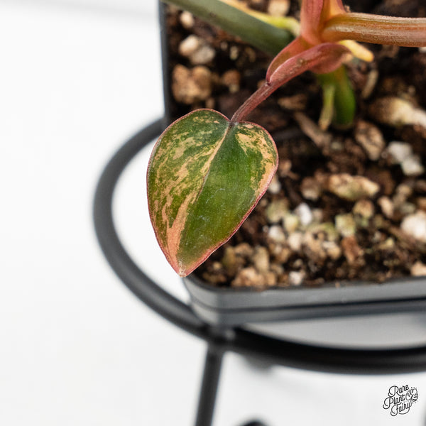 Philodendron 'Brown Beauty' ('Black Billietiae' x 'Florida Beauty') (wk48-F)