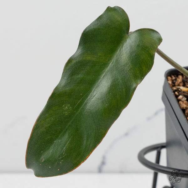 Philodendron 'Brown Beauty' ('Black Billietiae' x 'Florida Beauty') (wk48-F)