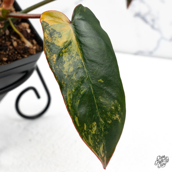 Philodendron 'Brown Beauty' ('Black Billietiae' x 'Florida Beauty') (wk48-F)