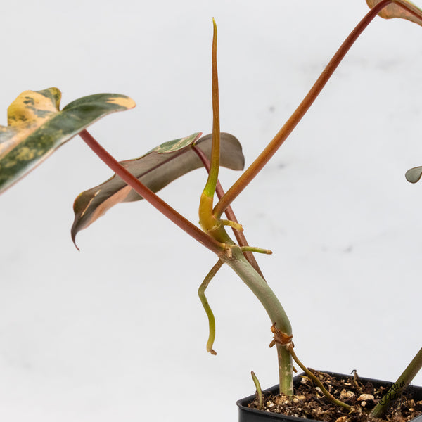Philodendron 'Brown Beauty' ('Black Billietiae' x 'Florida Beauty') (wk49-H)